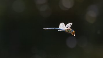 mit marienkäfer.jpg