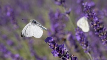 weisslinge im flug.jpg