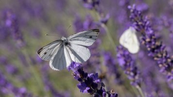 weisslinge im flug_02.jpg