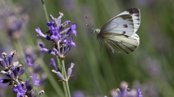 weisslinge im flug_04.jpg
