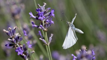 weisslinge im flug_03.jpg