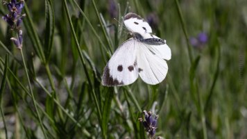 weisslinge im flug_05.jpg