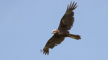 marsh harrier in flight_04.jpg