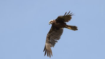 marsh harrier in flight_03.jpg
