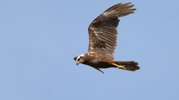marsh harrier in flight_02.jpg