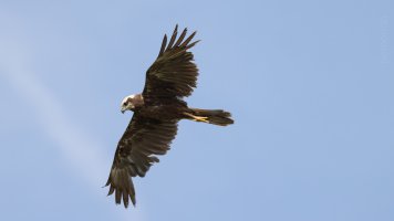 marsh harrier in flight.jpg