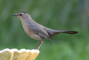 K41A3537 picasa crop-topaz-sharpen-denoise.JPG