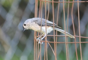 K41A3052 picasa crop-topaz-denoise.JPG