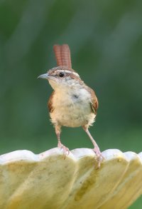 K41A3024 picasa crop-topaz-denoise.JPG