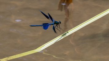 Banded demoiselle.jpg