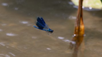 Banded demoiselle_02.jpg