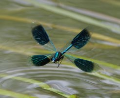 6L8A1872-DxO_Banded_Demoiselle_damselfly_flying.jpg