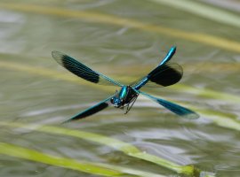 6L8A1873-DxO_Banded_Demoiselle_damselfly_flying.jpg