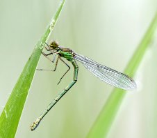 6L8A1967-DxO_Large_redeye_damselfly_500mm.jpg