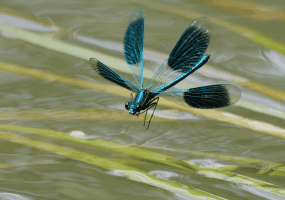 Banded_Demoiselle_flying.gif