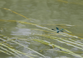 Banded_Demoiselle_flying_large_area.gif
