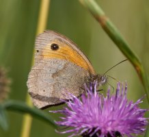6L8A1634-DxO_meadow_brown_butterfly.jpg