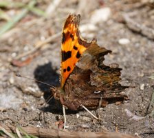 6L8A2369-DxO_comma_butterfly.jpg