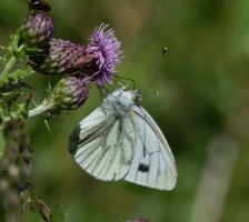 6L8A2382-DxO_green_veined_white_butterfly.jpg
