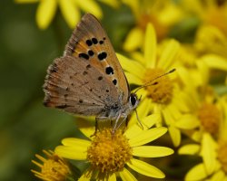 6L8A2475-DxO_small_copper_butterfly.jpg