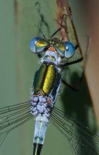 3R3A5190-DxO_Female_emerald_damselfly_head.jpg