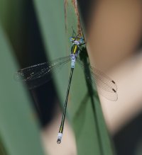 3R3A5190-DxO_Female_emerald_damselfly.jpg