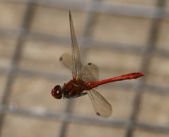 6L8A4748-DxO_ruddy_darter_dragonfly_flying.jpg