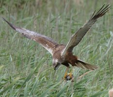 6L8A4718-DxO_marsh_harrier_flying_with_moorhen-lls2_crop_best.jpg