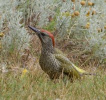 6L8A4255-DxO_Juvenile_male_green_woodpecker.jpg