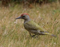 6L8A4336-DxO_Juvenile_male_green_woodpecker.jpg