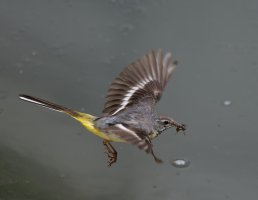 6L8A3760-DxO_grey_wagtail_flying_with_insects-ls1-ts.jpeg