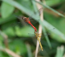 6L8A4910-DxO_Ruddy_Darter_pair_dragonfly_flying-ls-ts.jpeg