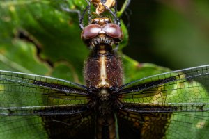 IMG_3998-Edit.jpg