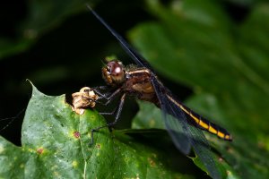 IMG_3983-Edit.jpg