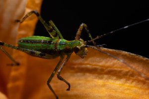 IMG_3954-Edit.jpg