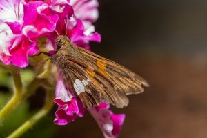 IMG_4151-Edit.jpg