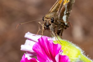 IMG_4143-Edit.jpg