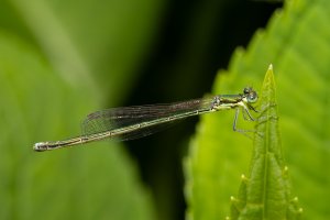 IMG_4113-Edit.jpg