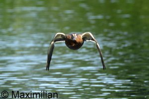 mallard_2025_06.JPG mallard_2025_06.JPG