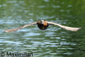 mallard_2025_07.JPG mallard_2025_07.JPG