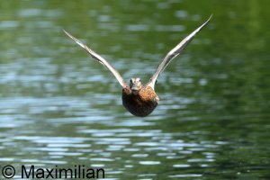 mallard_2025_08.JPG mallard_2025_08.JPG