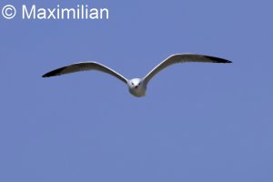 gull_Audouins_2025_05.JPG