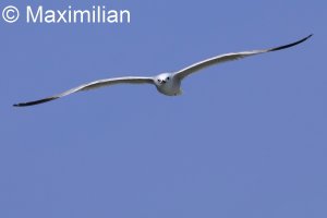 gull_Audouins_2025_06.JPG