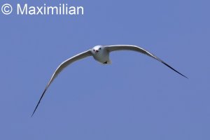 gull_Audouins_2025_07.JPG