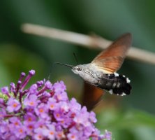 6L8A5154-DxO_Hummingbird_Hawk_Moth-ls-ts_face+belly.jpeg 6L8A5154-DxO_Hummingbird_Hawk_Moth-ls-ts_face+belly.jpeg