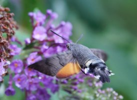 6L8A5189-DxO_Hummingbird_Hawk_Moth-ls-topaz-sharpen.jpeg 6L8A5189-DxO_Hummingbird_Hawk_Moth-ls-topaz-sharpen.jpeg