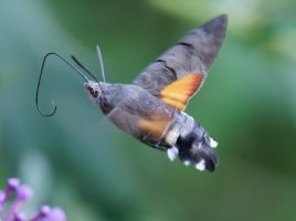 6L8A5190-DxO_Hummingbird_Hawk_Moth-ls-ts_proboscis.jpeg 6L8A5190-DxO_Hummingbird_Hawk_Moth-ls-ts_proboscis.jpeg