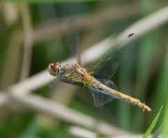 6L8A5360-DxO_Female_Ruddy_Darter+1egg_47.93.jpg
