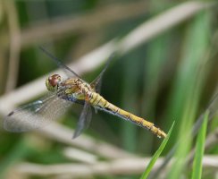 6L8A5364-DxO_Female_Ruddy_Darter+2eggs_48.19s.jpg
