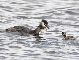 Great_Crested_Grebe_passing_fish_to_chick.gif